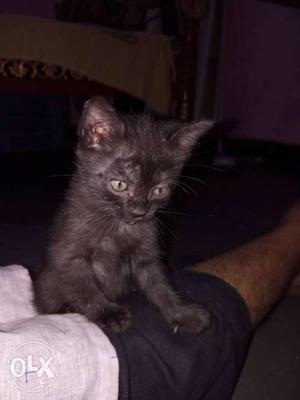 Black Furry Kitten
