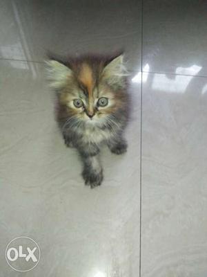 Brown Long-coated Kitten