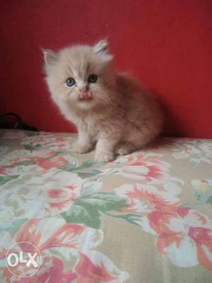 Brown white grey cute long fur baby persian cats kitten