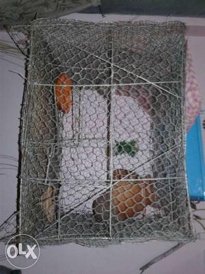 Cage for birds of size 24 by 18 inch..