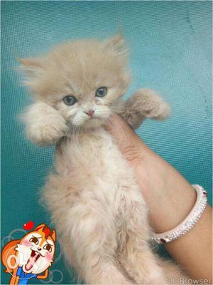 Cash on delivery very active persian kitten for