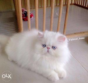 Cash on delivery very active persian kitten for sale in
