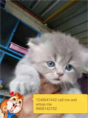 Cash on delivery very beautiful Persian kitten