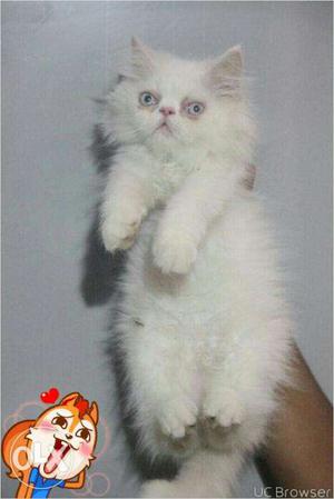 Cash on delivery very beautiful persian kitten