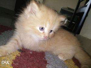 Cute active long fur baby persian cats kitten cats sale.all