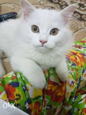 Doll face female kitten 4 months old potty traind