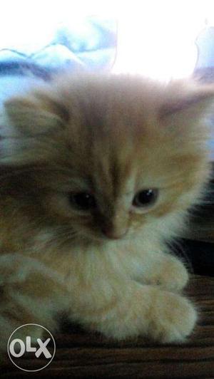 Doll facePersian cat only brown; 45 days old