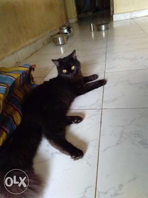Doll faced Persian with black fur for sale