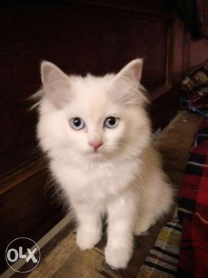 Excellent quality pure white persian kitten ready