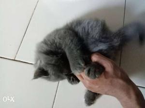 Female Persian long hair kitten for sale