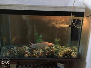 Fish aquarium with filter and heater