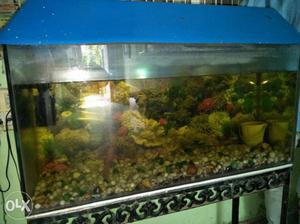 Fish aquarium with filters stones 3 fish light