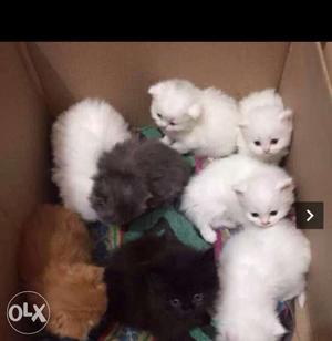 Five White, One Black And Gray Fur Kittens