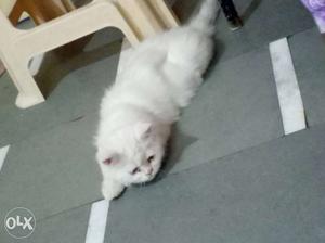 Full Panch face full white persian cat sale female
