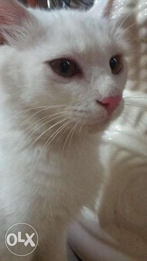 Full white PERSIAN CAT
