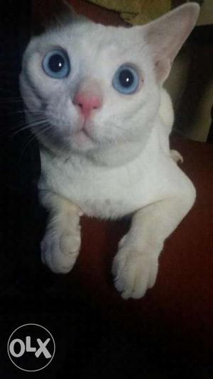 Full white baby boy cat with blue eye 1 year old