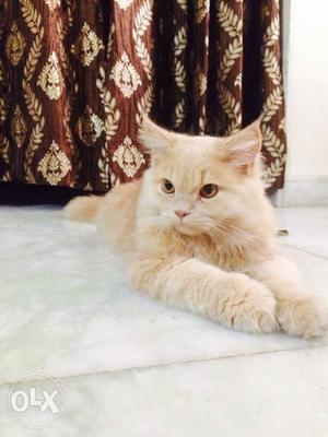 Ginger persian cat