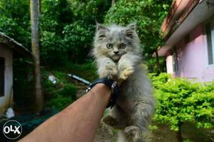 Gray Himalayan Kitten