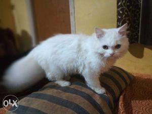 Handsome male Persian cat 4months old