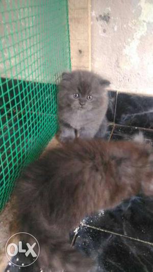 High breed Persian cat kitten