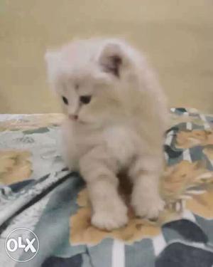 I want to sell my Persian cat, 2 month old, faun