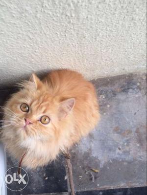I want to sell my punch face cute persian cat