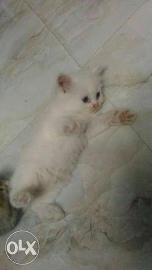 I want to sell white Persian cat male n female it