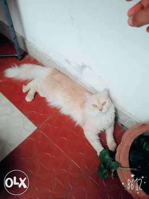 Large Long-fur Orange And White Cat