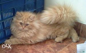 Large Long-fur Orange Cat