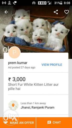 Litter Of Short Fur White Kitten Screenshot