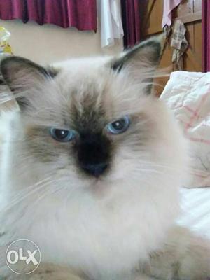 Long-fur Black White Cat. Persion male 11 month age