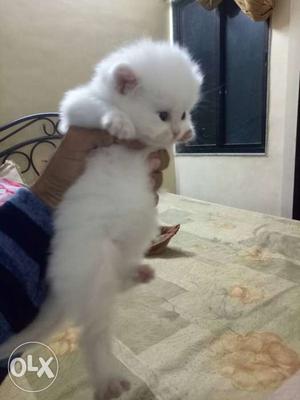 Long-fur White Kitten Semi punch