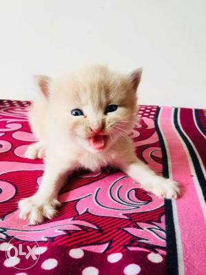 Male 45 days old persian cat for sale inntreted