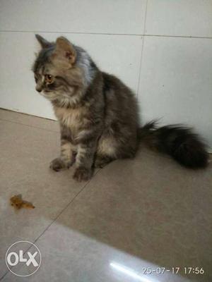 Male and female Persian cat's 10 months old for