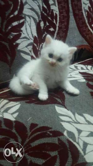 Male doll face persian kittens available. 1.5