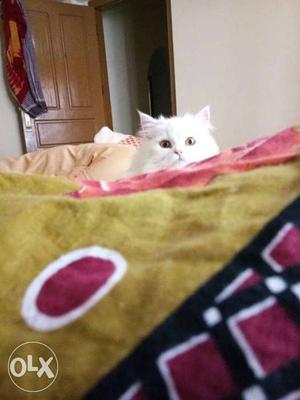 Medium Fur White Cat