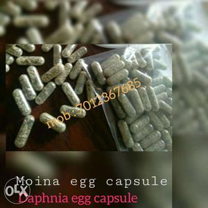 Moina, daphnia egg capsule for sale (live fish