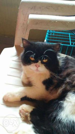 Need male Persian cat for mating