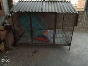 Old DOG Caze & All Breeds Available Sharma