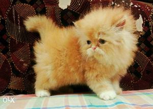 Orange Long Coated Kitten
