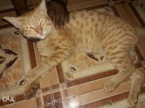 Orange Mackerel Tabby Cat