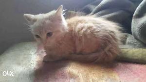 Orange tabby kitten for sale.. pure persian...