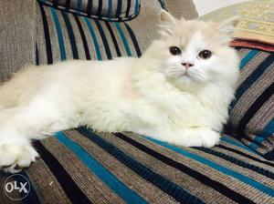 Original persion breeds male cat very friendly