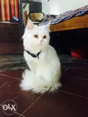 Percian cat male and female urgent selling