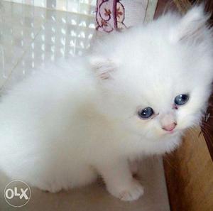 Persian, British Shorthair, Scotish Fold Kittens available.
