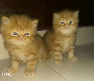 Persian Kittens available in all colors book your