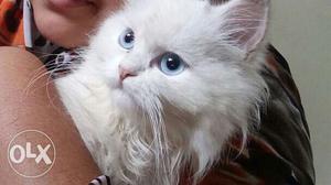 Persian MALE white fur with blue eyes