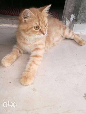 Persian cat. 1 year