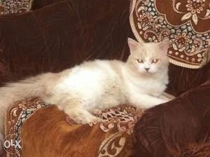 Persian cat 10month old male proven cat sell or