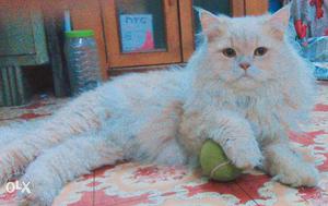 Persian cat 8 months male for good cat